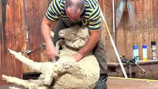 Bonus   Live Sheep Shearing Show