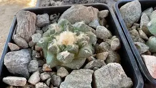 Ariocarpus injertados en grusonii.