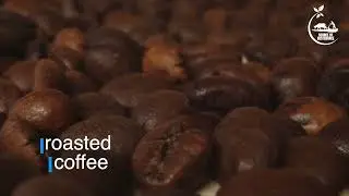 Coffee Cultivation | Coffee Plants | Indian Agriculture | Source Of Sustenance