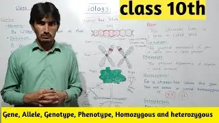 what is gene and allele. the confusion is clear. class 10th chapter inheritance