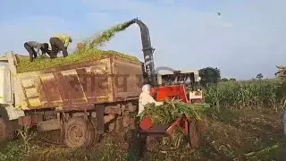 मुरघास मशीन | Toka | 📞 9511716599 | #tokamachine #murghas #kadbakutti #chaffcutter #kuttimachine 