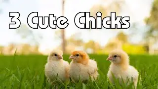 You Won't Believe How Much Water These Chicks Can Drink!🐥💦 #aseel