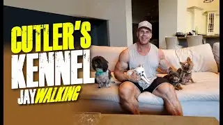 CUTLER'S KENNEL-JAYWALKING
