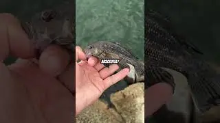 Eating whatever I can catch! Long Island Fishing #fishingtechniques #fish #saltwaterfix #fishing