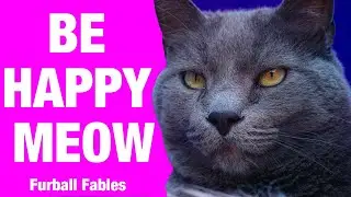 Think Pawsitive Be Happy Meow