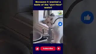 Watch This Cat Thirstily Devour Water From The Pipe #shorts