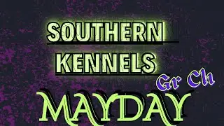 Southern Kennel's GR CH Mayday