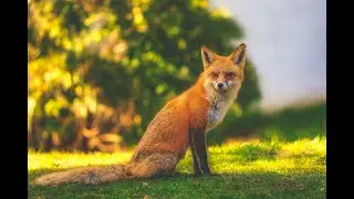 Urban Foxes &ndash; Wildlife in Unexpected Places | Full Documentary