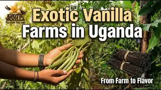 🌿 A Tour of Our Ugandan Vanilla Farm | Pearls of Africa 💎 | Premium Vanilla ✨