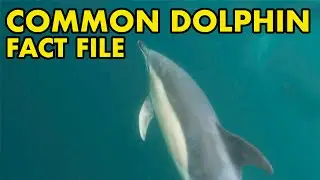 Common Dolphin: Fact File (British Wildlife Facts)