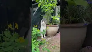 Cats of Amsterdam: May 2024