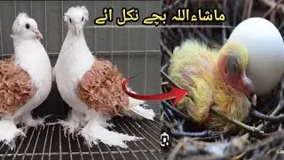 pigeons k baby a gaye 😍 #lovebird #birdsvlog #moonaviary
