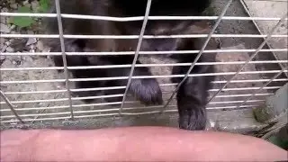 Monkeys!