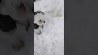 Когда собака занята🤣Подписывайтесь🐶 #собака #животные #маленькиесобачки #болонка #песик