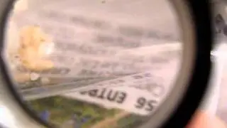 Adoption reine Lasius parasite
