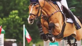 Showjumping - Shape of You (Remix)-Ed Sheeran- HD