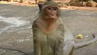 monkey Drew looks so sad missing mom Merry who lost, Monkey Drew missing  monkey Merry | Drew monkey