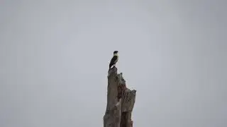 Laughing Falcon (call)