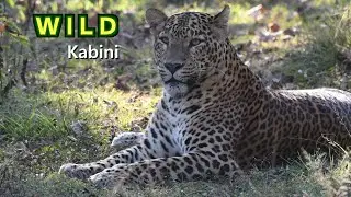 Wild Kabini I Safari I Wildlife Photography I Animals