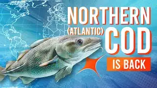 3MMI - Northern (Atlantic) Cod Is Back: The Story, The Science, The Market