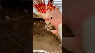 Pink Cockatoo | Major Mitchell Cockatoo Male | Aviary Birds | Parrot #parrot #parrots #cockatoo