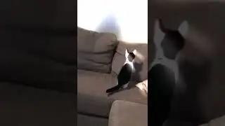 even more cats woooo