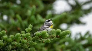 Yellow-rumped Warbler Song (14 June 2020)