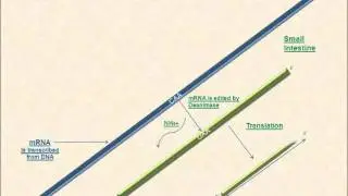 Animated diagram of Apo B