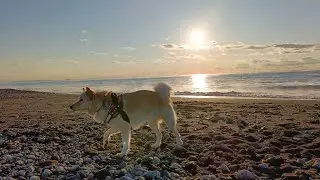 【ハクちゃん🐶動画】新年の早朝🦮海岸散歩してきました😊　#ハクちゃん　#保護犬 　#湘南の海　#波音