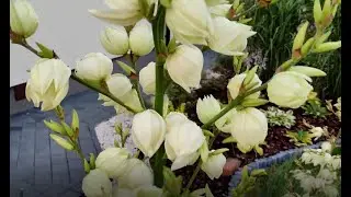 Yucca Karolińska rozdzielanie   uprawa