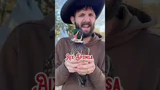 Как лесная утка получила свое название? 🦆🤨