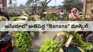 ఆంధ్రప్రదేశ్ రావులపాలెంలో అతిపెద్ద హోల్‌సేల్ BANANA మార్కెట్ || #valifamily_892 