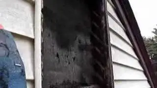 Bat Removal in Massachusetts - BatGuys
