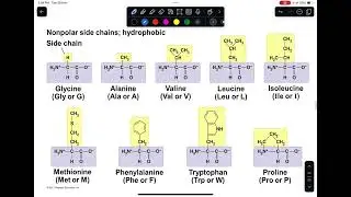 ASU Biology Large biological molecules Part 2