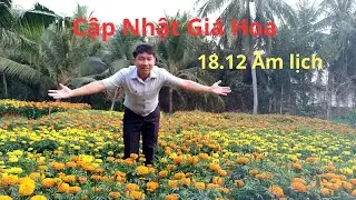 Cập nhật giá hoa tết