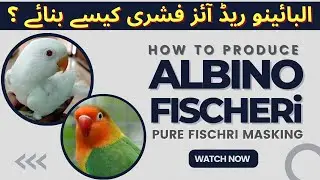 How to Produce Albino Fischeri | Parsonata and Fischeri Difference