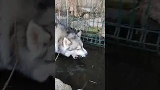 собака рыгает на болоте оригинал