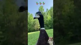 #wildlifebird #duckloverduck