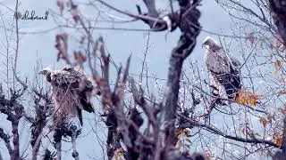 The Himalayan vulture (Gyps himalayensis) or Himalayan griffon vulture.