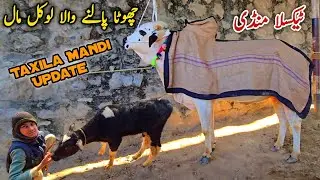 Taxila Mandi Latest Update January 2026 | Qurbani Bakra Eid 