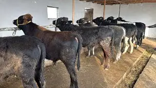 ♻️ BOQMA BUQA SORAGANLARGA ✅ OBUNA BOLISHNI UNUTMANG 🍋