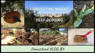 Harvesting Wheat + Chickens Get Deep Bedding