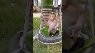 The baby monkey seems to be feeling restless.😅