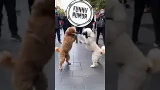 #comedy #funny #funnyvideo #viralvideo #memes #comedian #comedian #fighting #fight #dogfight #fighte