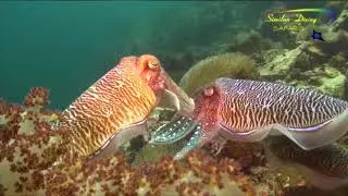 Similan Diving Safaris Its for a Reason