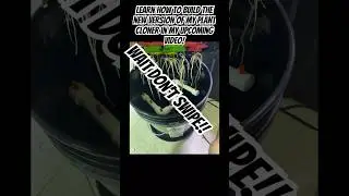 Best Method To Clone Plants
