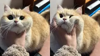 Cats Just Doing What Cats Do Best 🤣Funny Cats Videos 2025 🐱 Part 33
