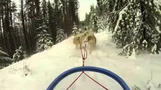 Dogsled Montana with Base Camp Bigfork