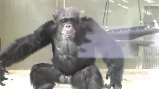 Chimp Self-Awareness and Depth-Perception