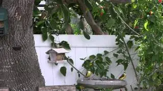 GinosGardens The Kiskadee Flycatcher #1 #105